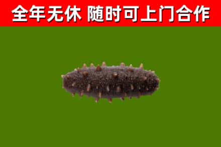 龙川回收海参干